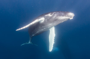 Whales_0913_1-2
