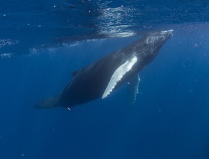 whales_0913_1-8-3