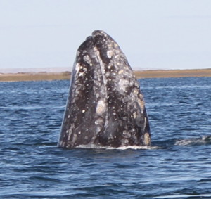 Kalasara Grey Whale
