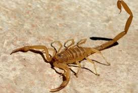 Wisdom from the Animals: Scorpion