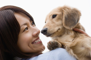 Miniature dachshund and woman