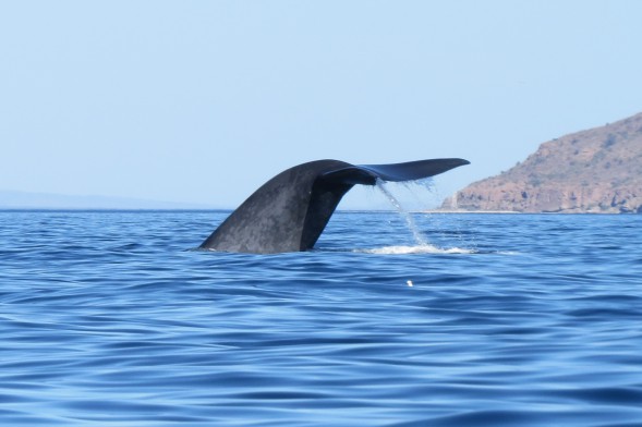 Journey to Baja: an Invitation from the Whales