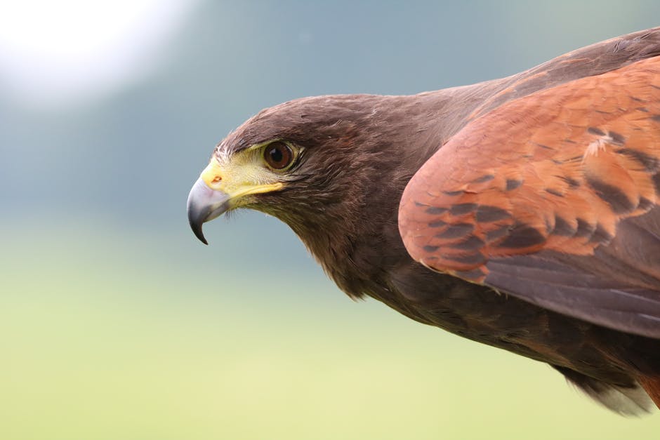 The Hawk’s Eye: How to Speak Chicken