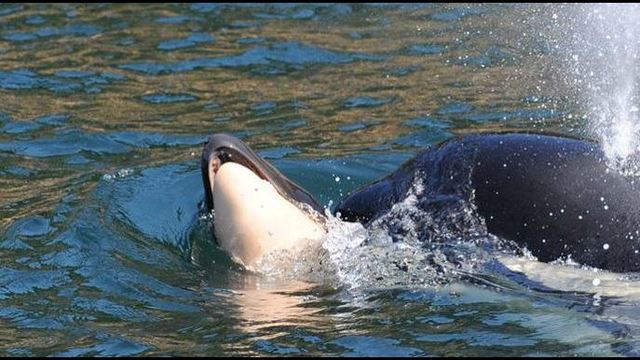 An Orca Mother Grieves: Tahlequah and her Calf
