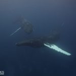 atlantic-humpback-whales