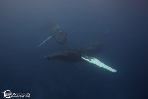 atlantic-humpback-whales
