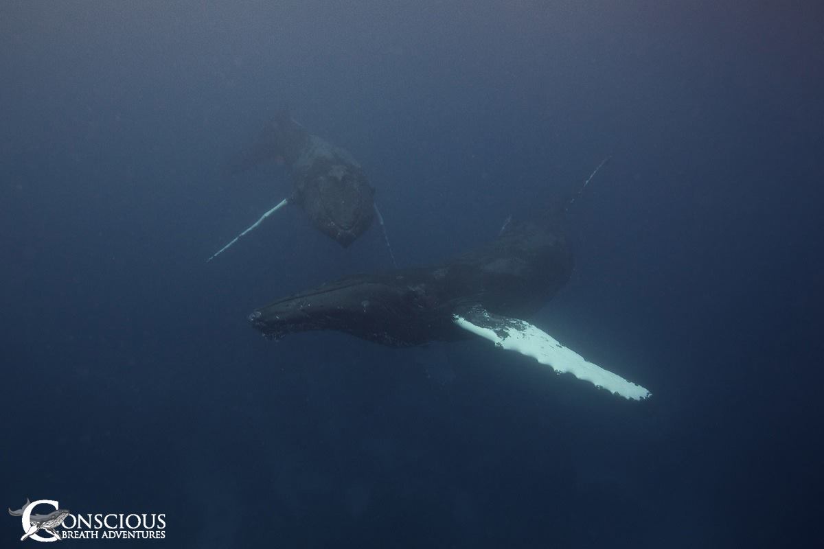 Teachings from the Atlantic Humpback Whales