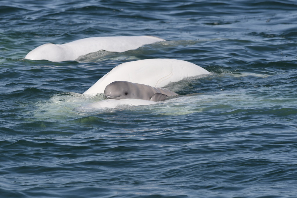 Life is Love: The St. Lawrence Estuary Beluga Whales
