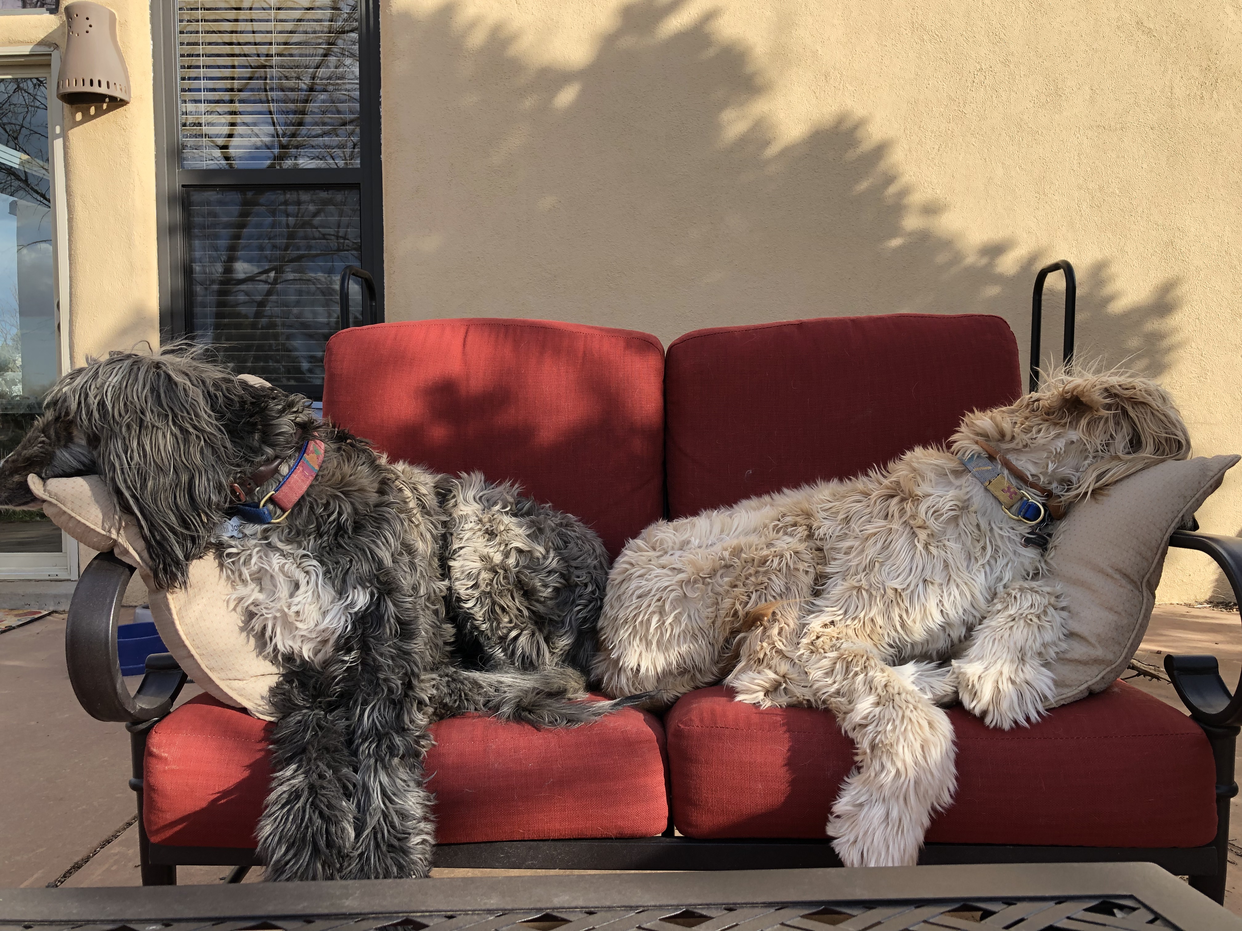 How My Afghan Hounds and I Celebrate Spring