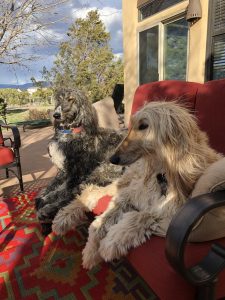 afghan-hounds