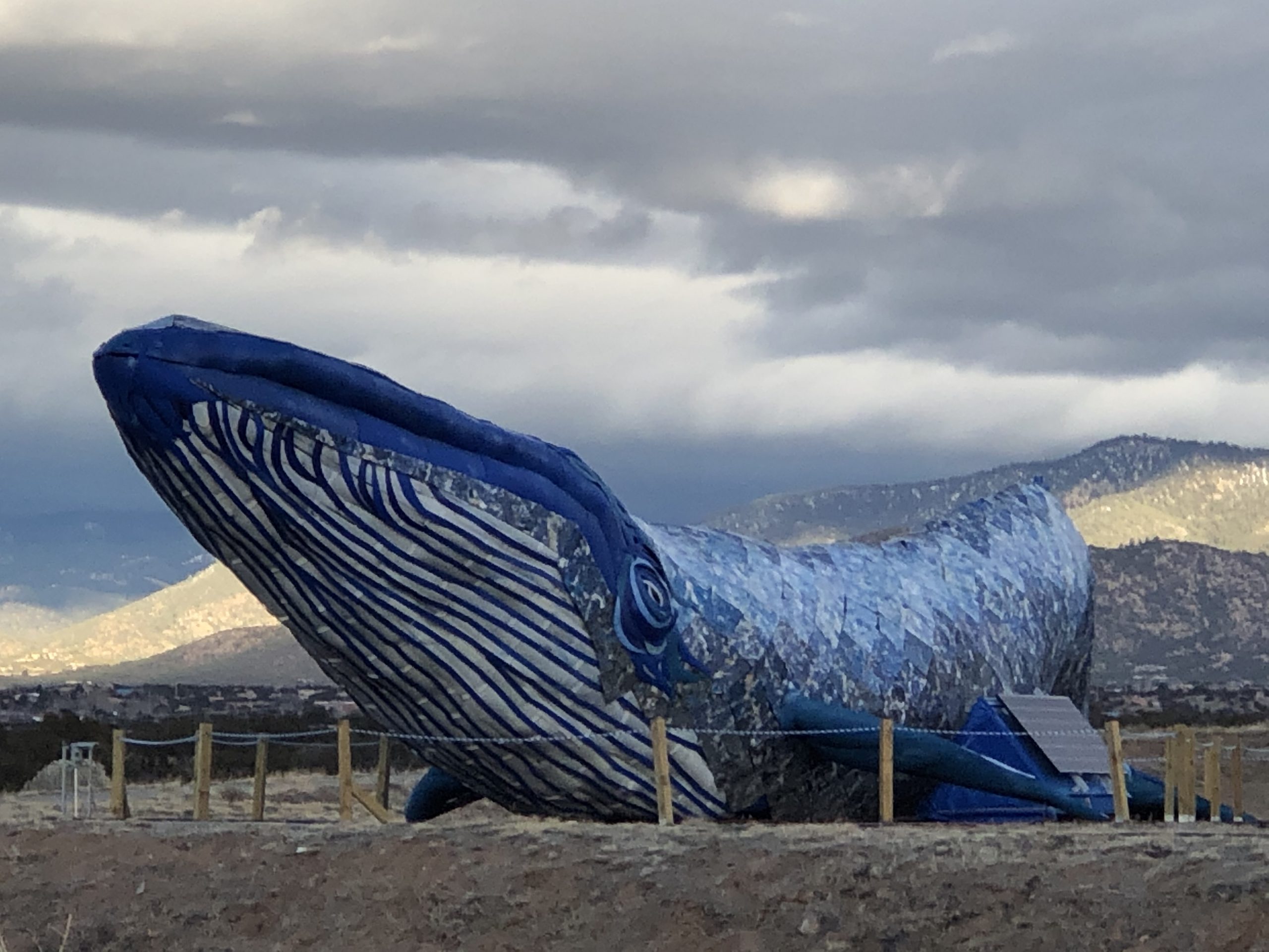 Whales in the Desert