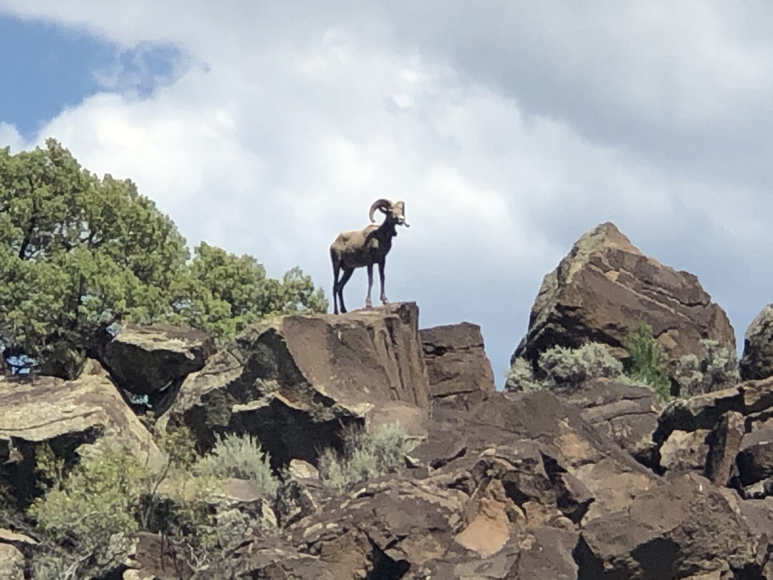 A Blessing From The Bighorn Sheep