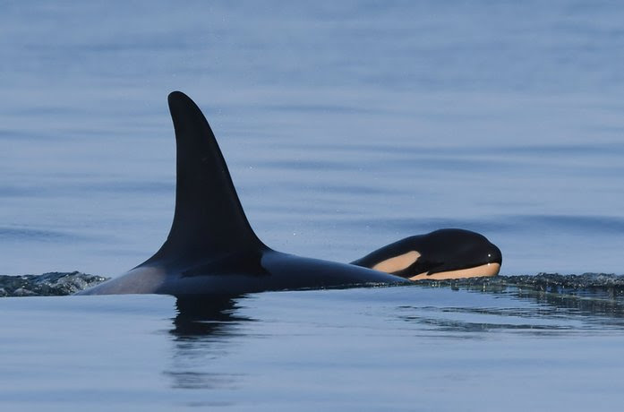 Southern Resident Orcas Celebrate Talequah’s New Calf