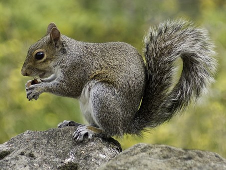 Communicating with “Problem” Wild Animals