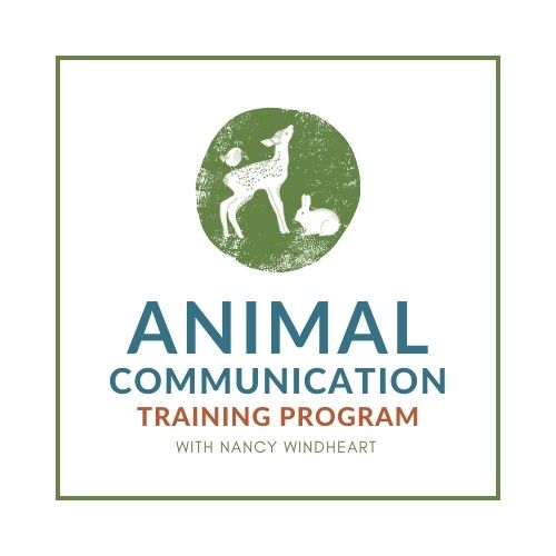 animal-communication-training-program-with-nancy-windheart