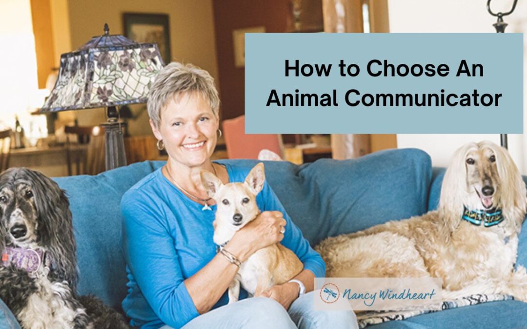How to Choose an Animal Communicator