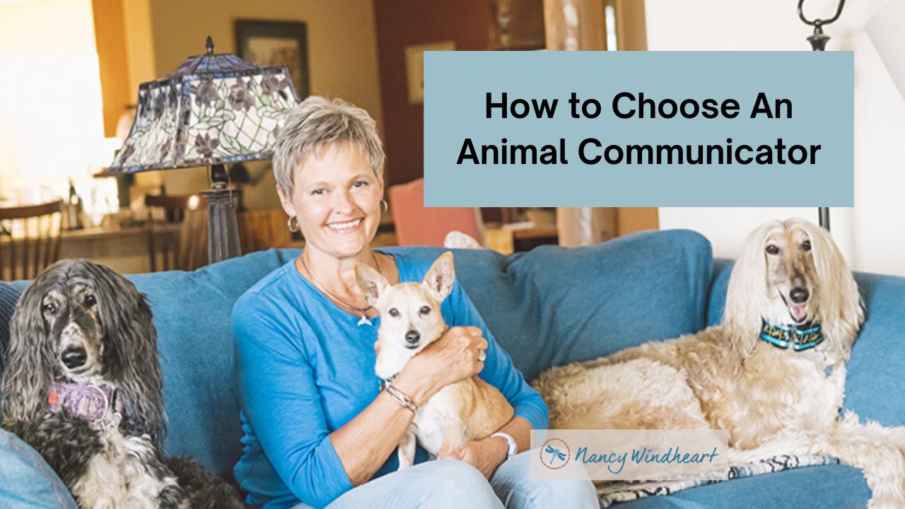 How to Choose an Animal Communicator Nancy Windheart Animal