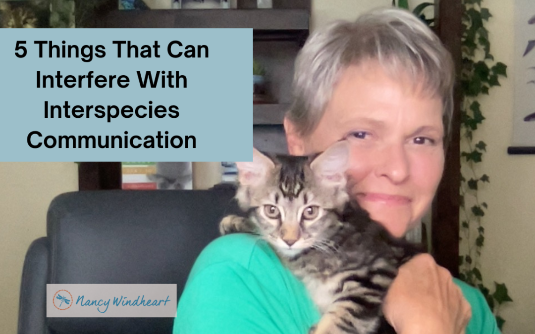 5 Things That Can Interfere with Clear Interspecies Communication