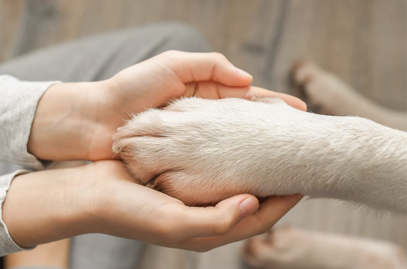 holding-dog-paw