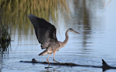 Teachings from Great Blue Herons